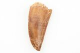 Serrated, Raptor Tooth - Real Dinosaur Tooth #196380-1